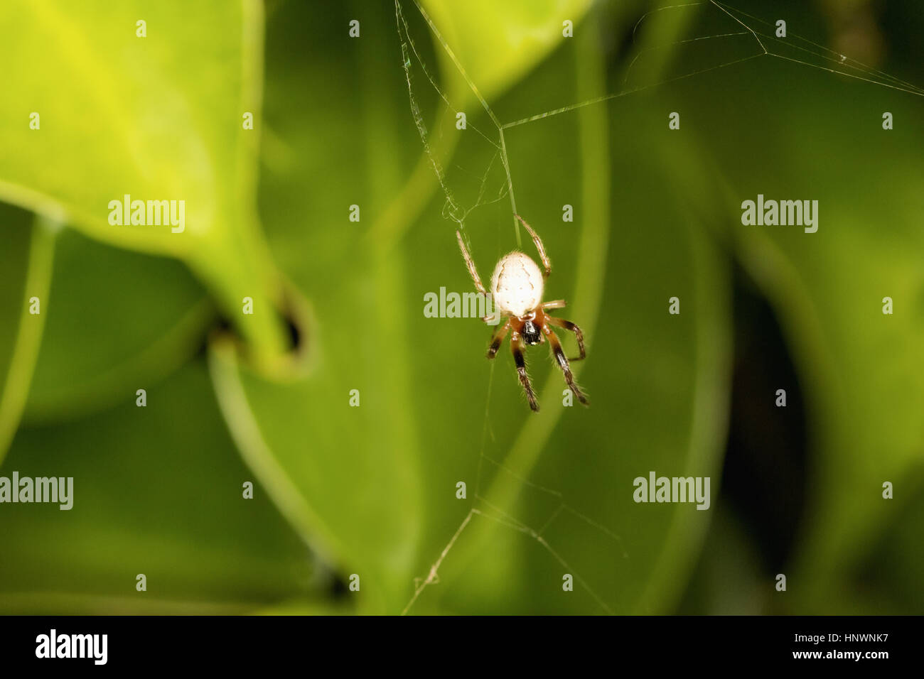 Orb Web Spider, Araneus SP., Chitrakoot, Chhattisharg. Orb wie Web zu machen. Diese Spinne in der Mitte der Bahn sitzen und warten auf Beute zu stecken. Stockfoto