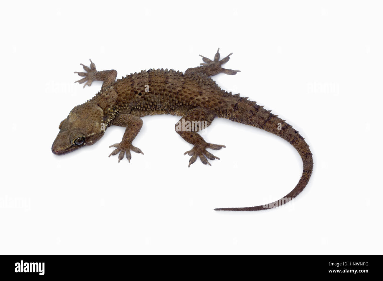 Blatt-TOED GECKO, Hemidactylus Parvimaculatus, Bhoramdeo Wildlife Sanctuary, Chhattisgarh. Mittlere Größe gecko Stockfoto