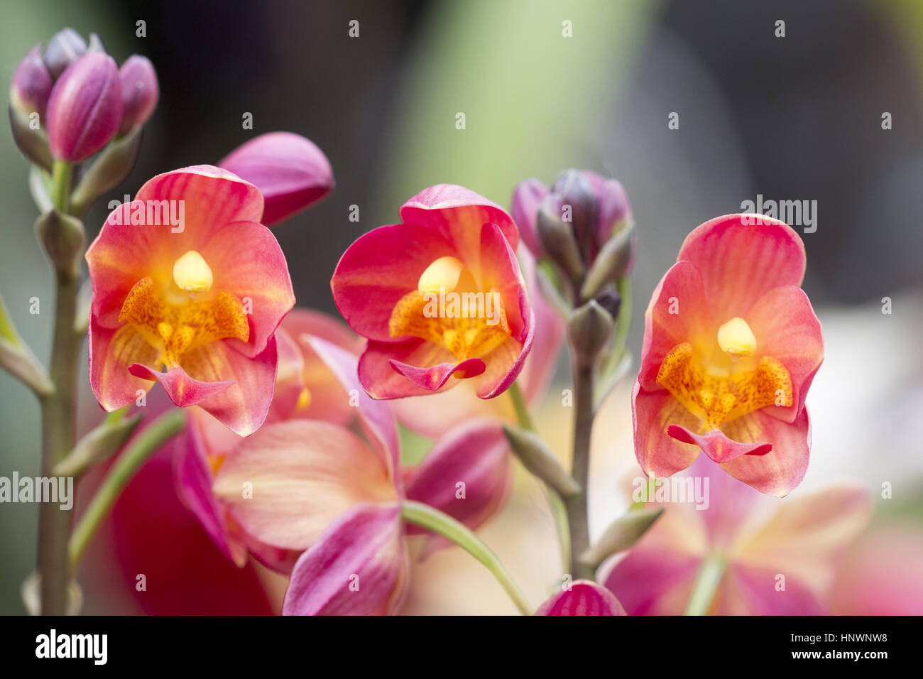 Blume Orchidee Stockfotos und bilder Kaufen Alamy