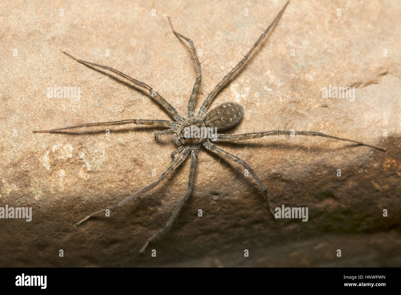 Spinne, Sanjay Gandhi National Park, Mumbai. Stockfoto