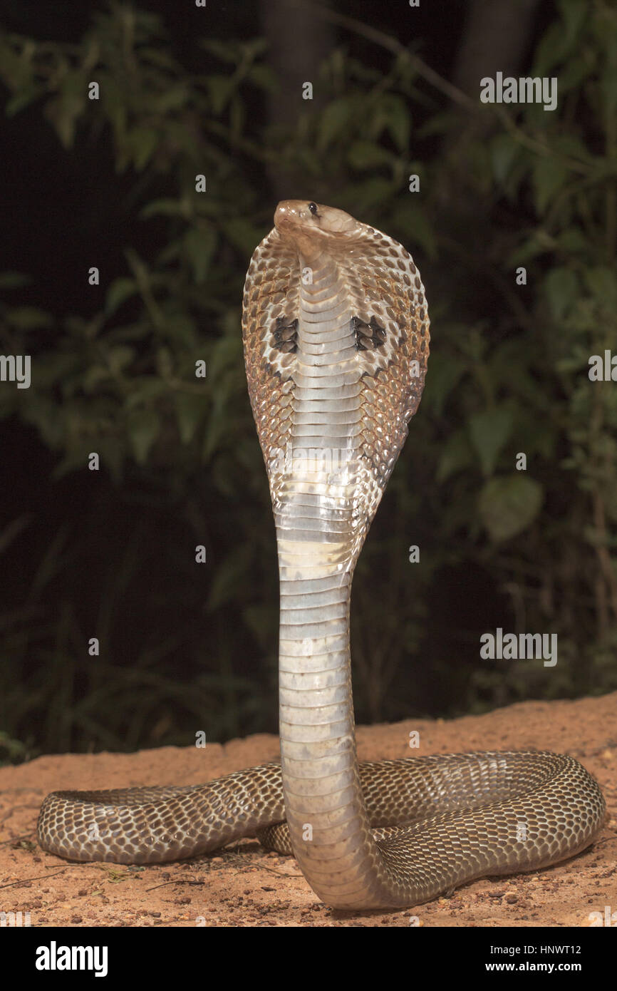 Spectacled Cobra, Naja Naja, Bangalore, Karnataka. Die indische Kobra gehört zu den vier großen giftigen Arten, die die meisten Schlangenbisse am Menschen zufügen Stockfoto