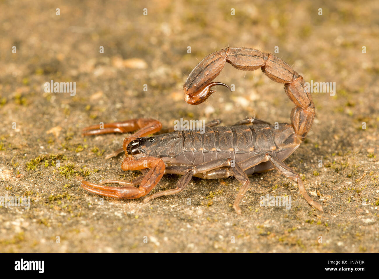 Drei gekielt Rinde Skorpion, Lychas Tricarinatus, Udanti Tiger Reserve ...