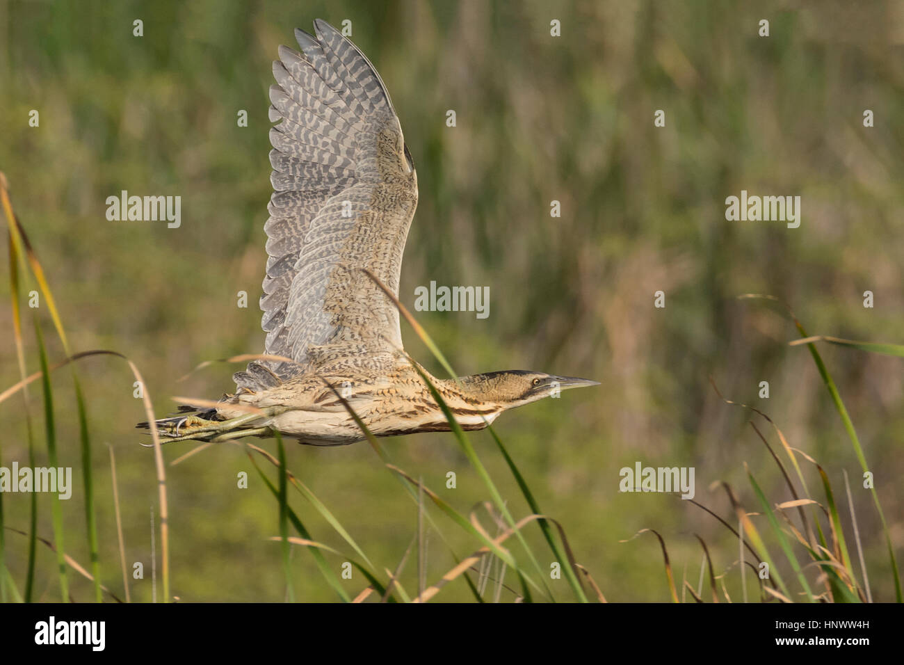 Große Bittern (Botaurus stellaris) in Kheda, Gujarat, Indien Stockfoto