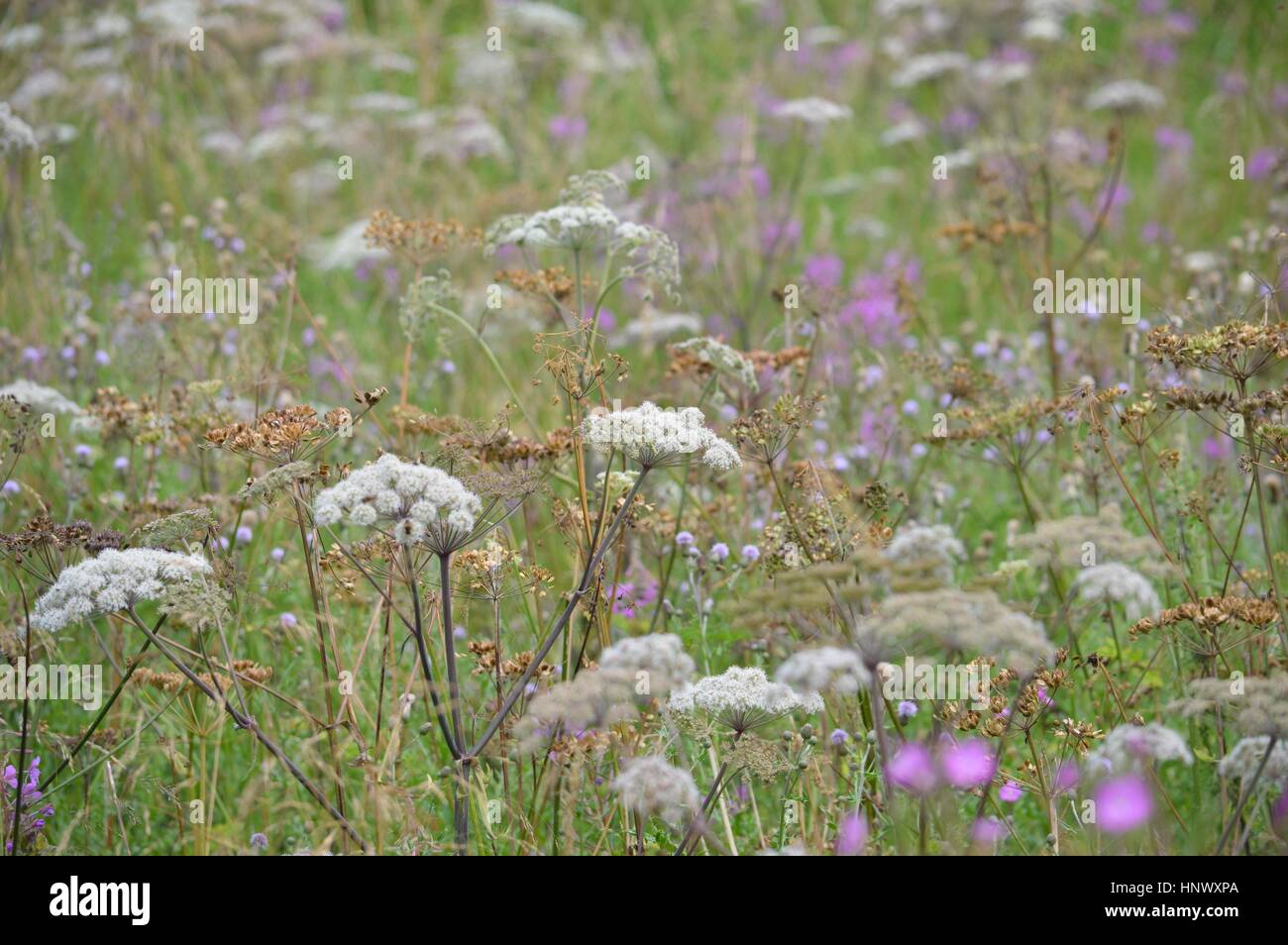 Ein Feld von bunten Blumen in Stoke On Trent, England getroffen. Stockfoto