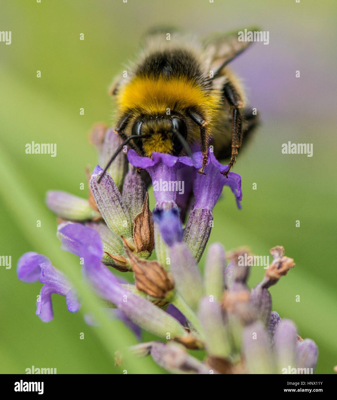 Bumble Bee Pollen sammeln aus dem Garten Blume Stockfoto