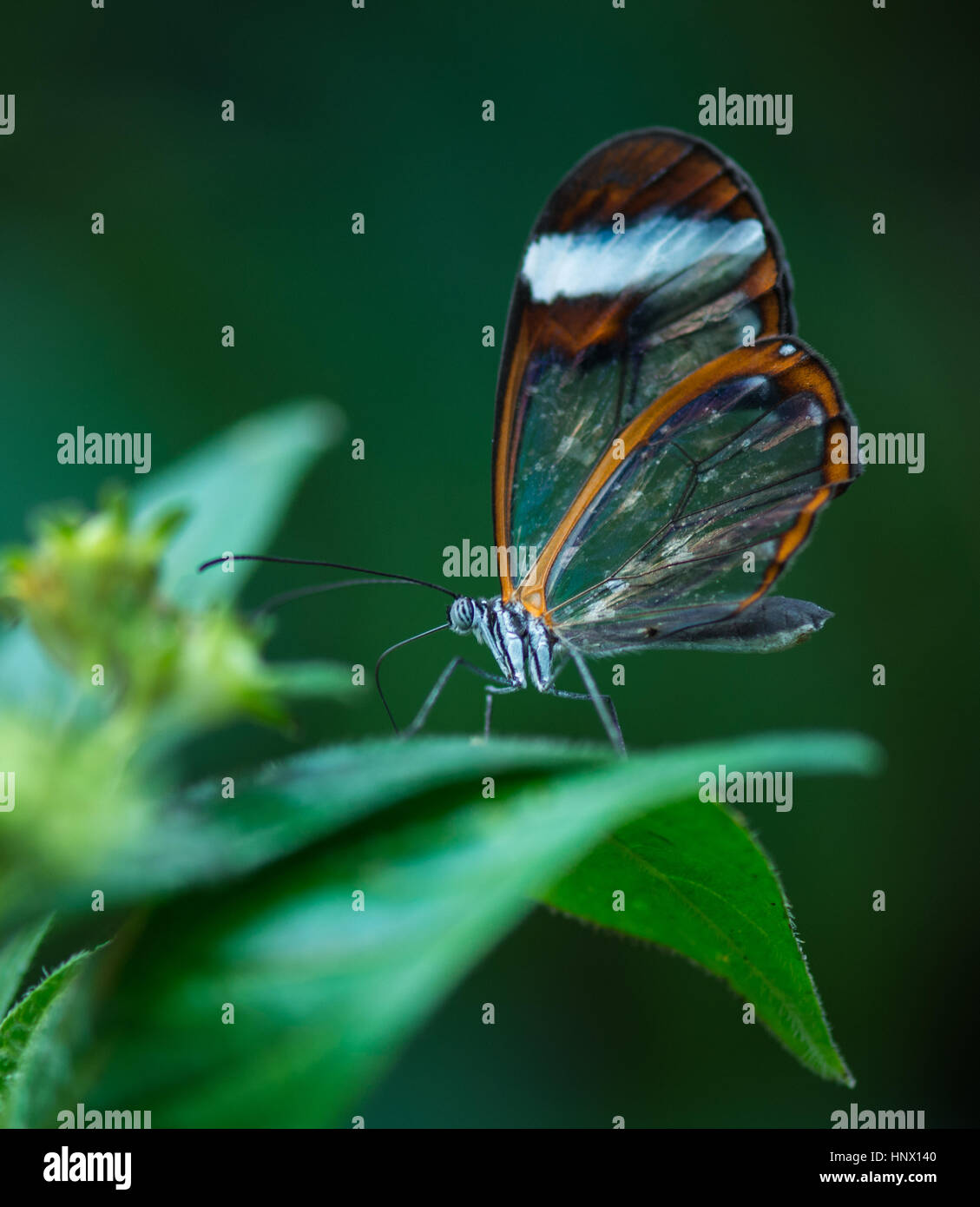 Glasswing Schmetterling Stockfoto