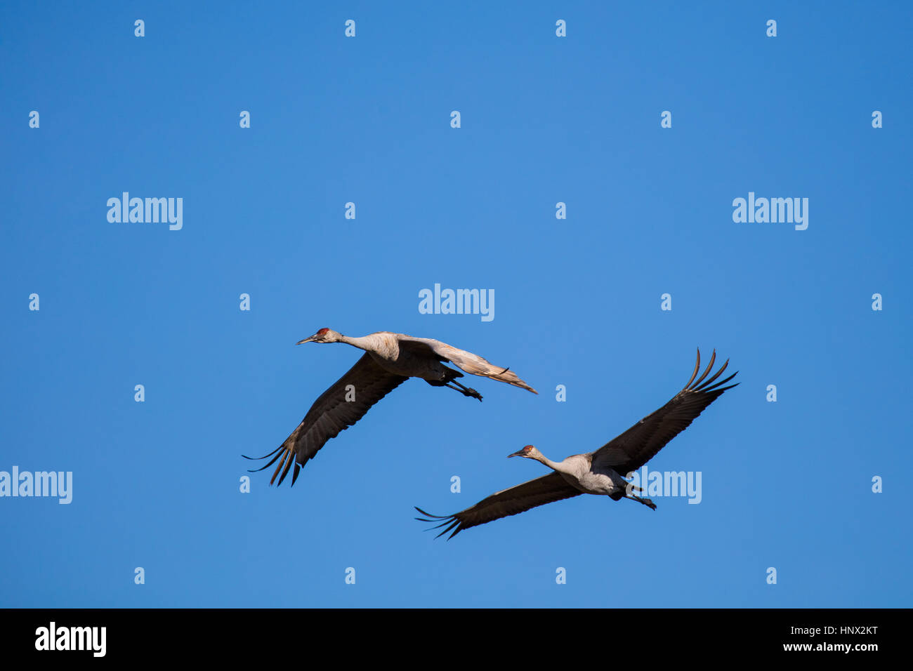 Kraniche fliegen entlang der La Chua Trail in Paynes Prairie zu wahren Zustand zu bewahren in Gainesville Florida Stockfoto