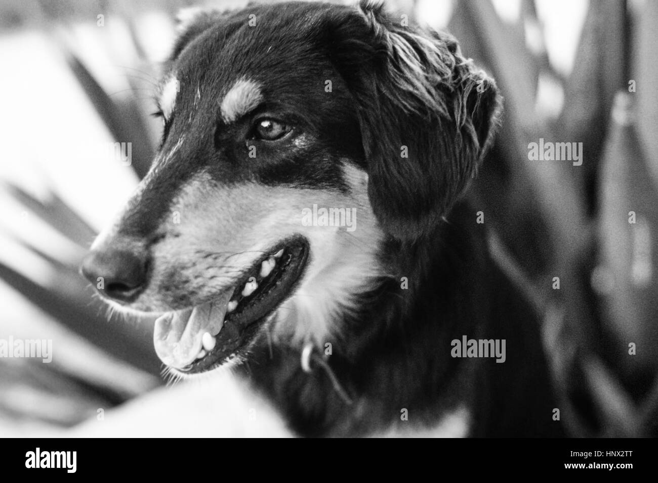 Jas, ein treuer Schäferhund Mischling Hund auf Cat Island, Bahamas, 1971 Stockfoto