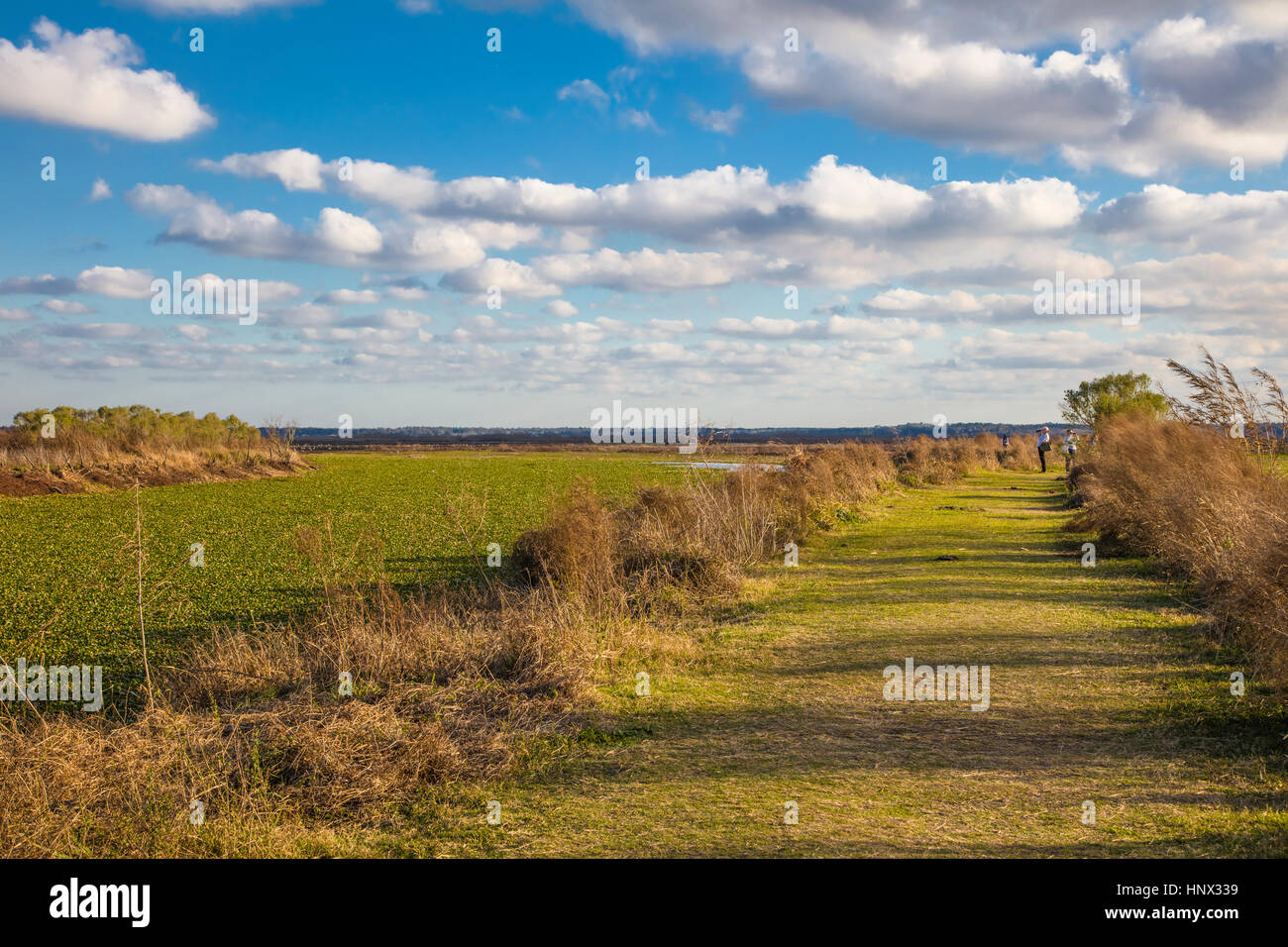 La Chua Trail in Paynes Prairie zu wahren Zustand zu bewahren in Gainesville Florida Stockfoto