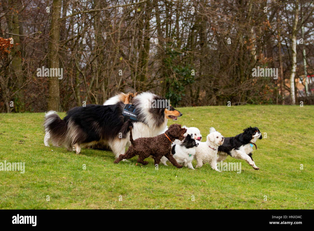 Verschiedene Gemischte Rassen von Hunden Spaß außerhalb eines Parks in Dundee, Schottland, Großbritannien Stockfoto