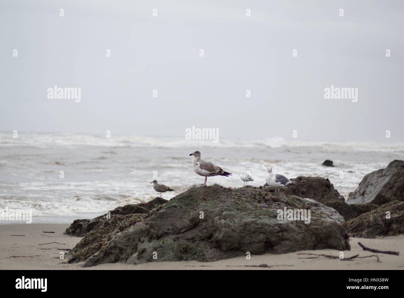 Möwen auf Felsen an einem Strand in Nord-Kalifornien nach einem Sturm. Stockfoto