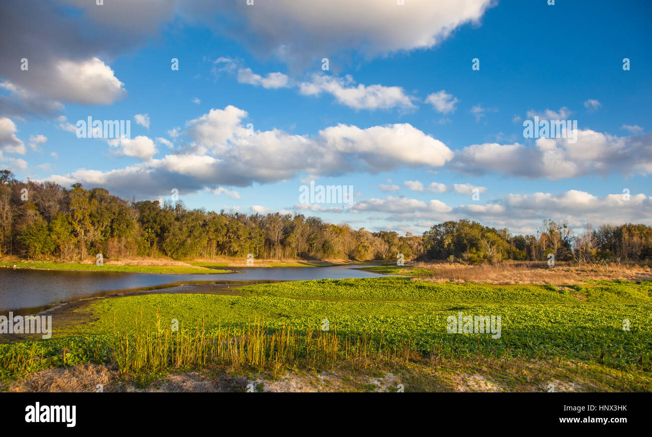 Auf dem La Chua Trail im Paynes Prairie zu wahren Zustand zu bewahren in Gainesville Florida Stockfoto