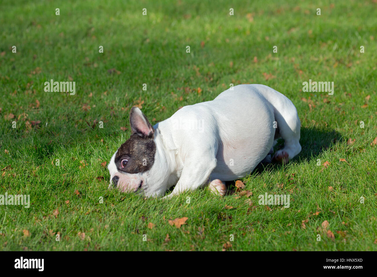 Französische Bulldogge rollt in Garten Stockfoto