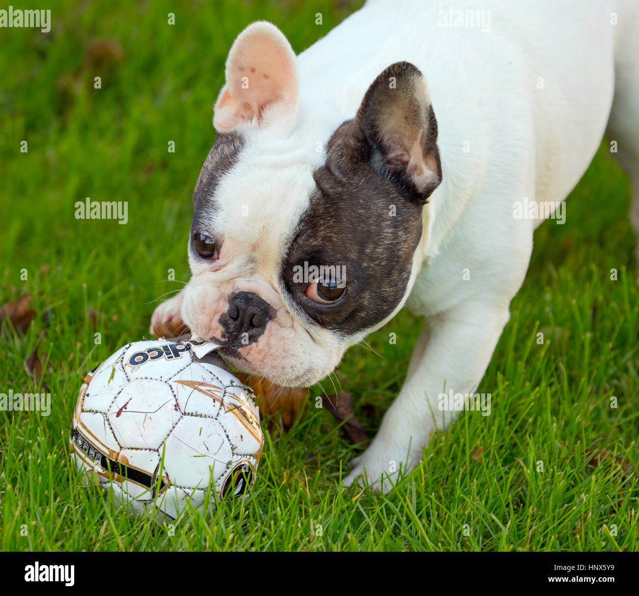 Französische Bulldogge mit Fußball im Garten spielen Stockfoto