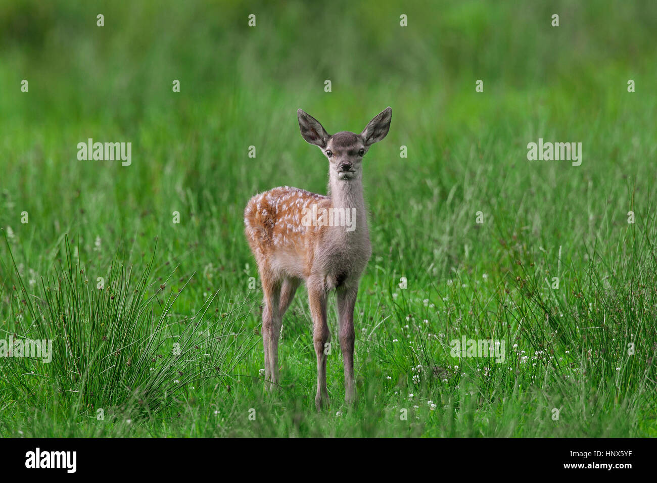Rothirsch (Cervus Elaphus) Kitz im Grünland im Sommer Stockfoto