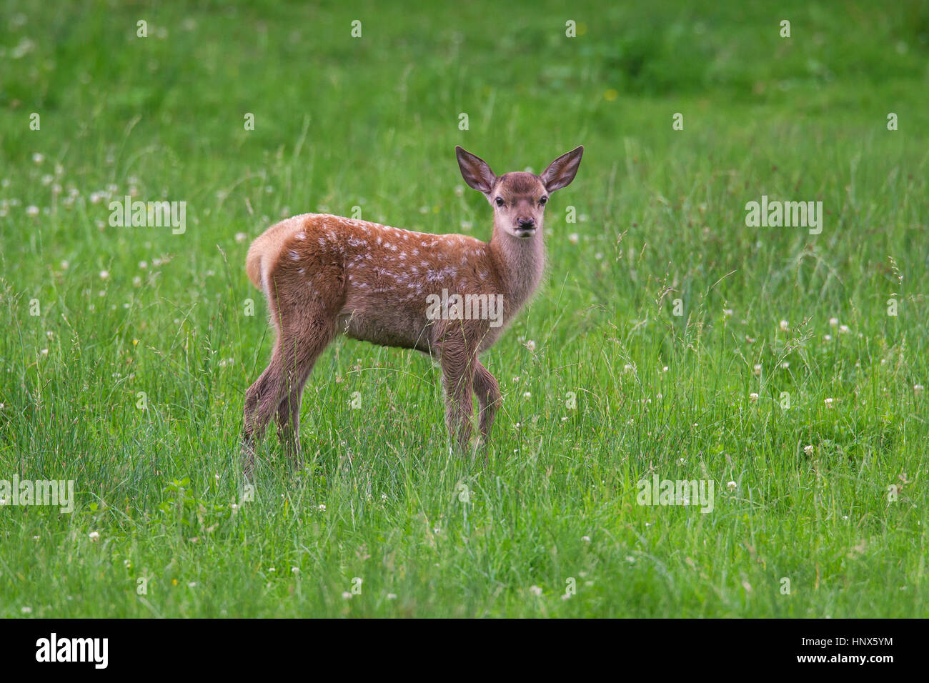 Rothirsch (Cervus Elaphus) Kitz im Grünland im Sommer Stockfoto