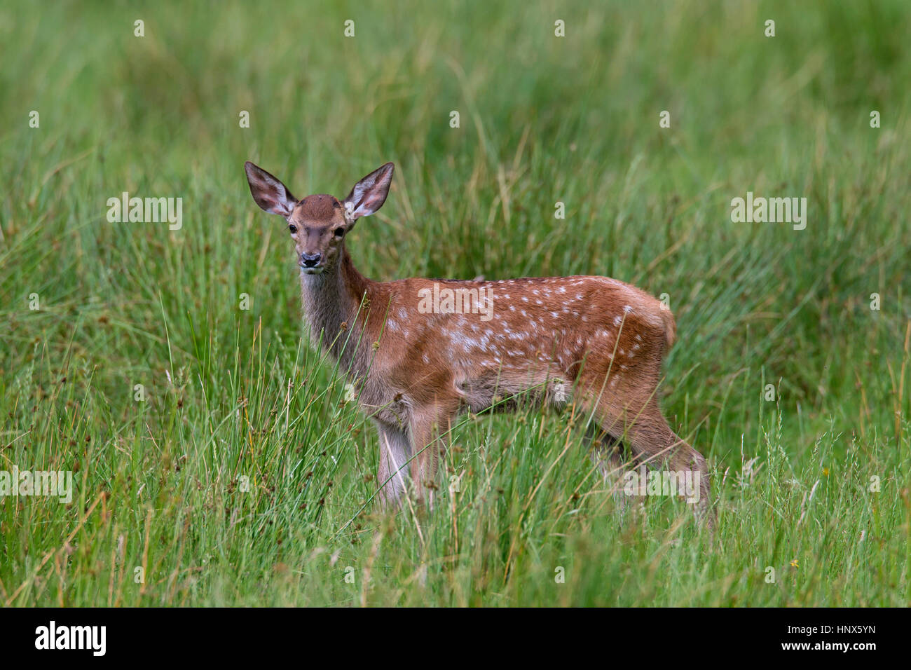 Rothirsch (Cervus Elaphus) Kitz im Grünland im Sommer Stockfoto