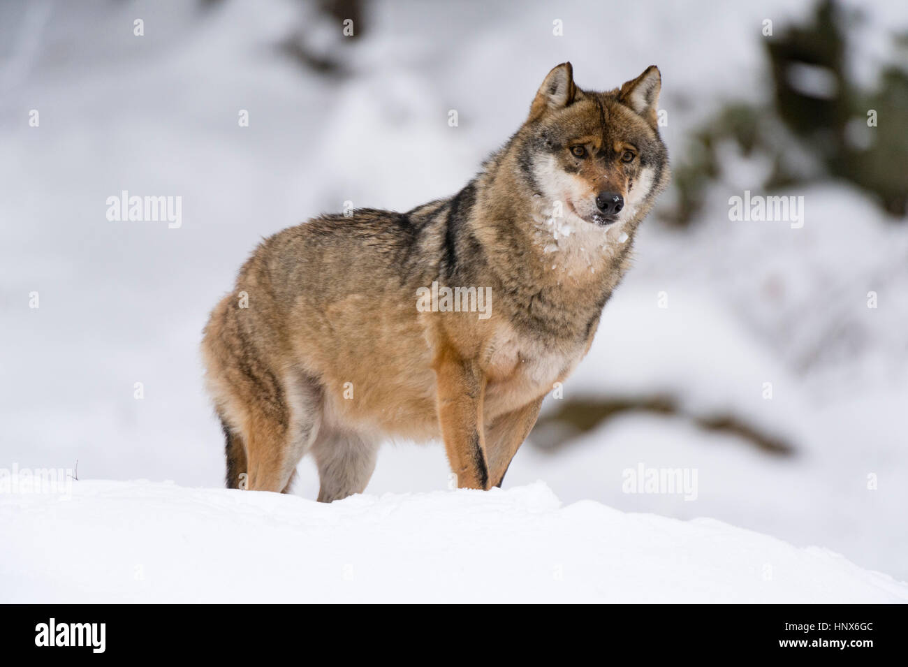 Grauer Wolf (Canis Lupus), Nationalpark Bayerischer Wald, Bayern, Deutschland Stockfoto