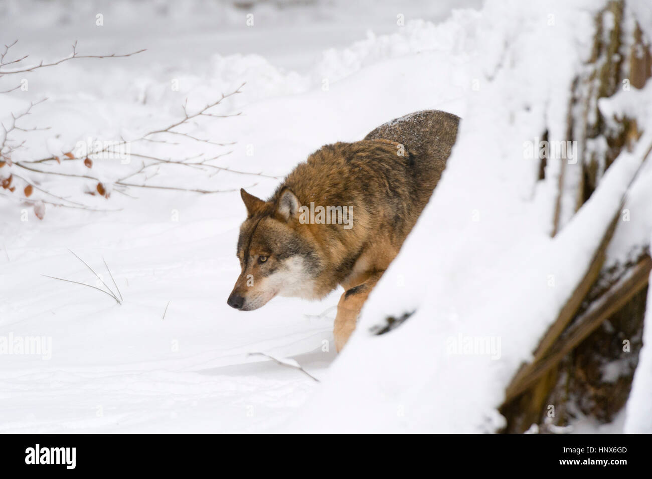 Grauer Wolf (Canis Lupus), Nationalpark Bayerischer Wald, Bayern, Deutschland Stockfoto
