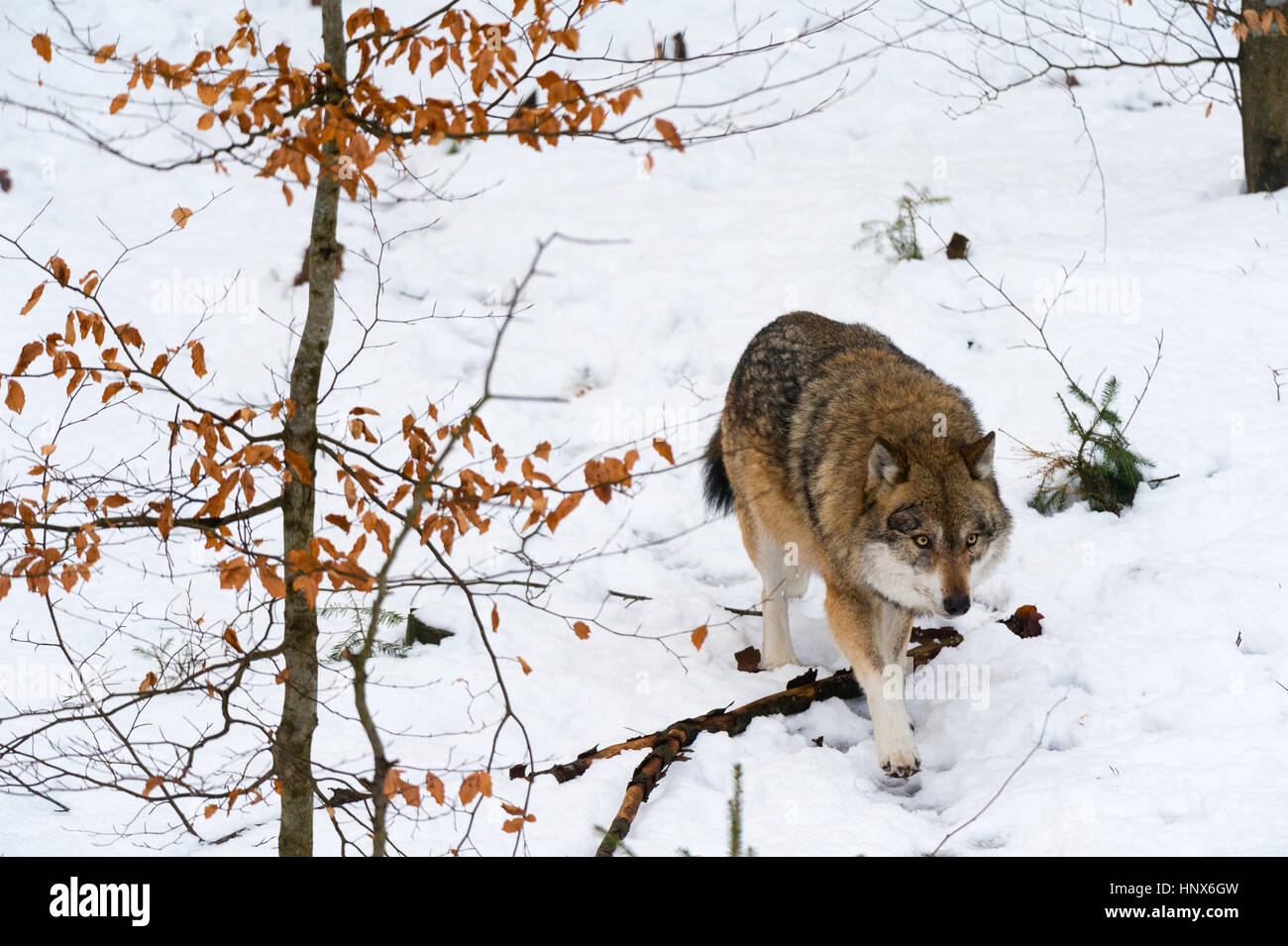 Grauer Wolf (Canis Lupus), Nationalpark Bayerischer Wald, Bayern, Deutschland Stockfoto