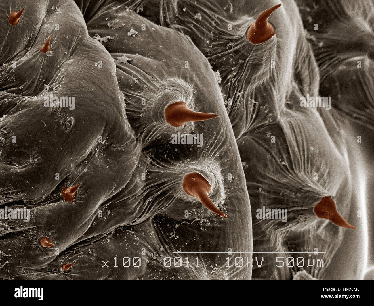 Scanning Electron Schliffbild einer menschliche Bot Fliege (Diptera: Dermatobia sp.) Stockfoto