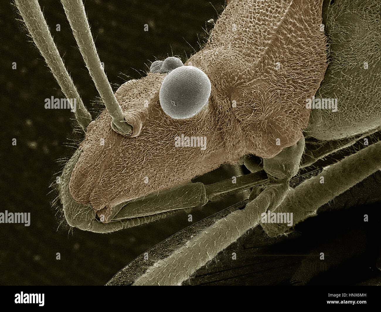 Scanning Electron Schliffbild eines True-Fehlers (Hemiptera) Stockfoto