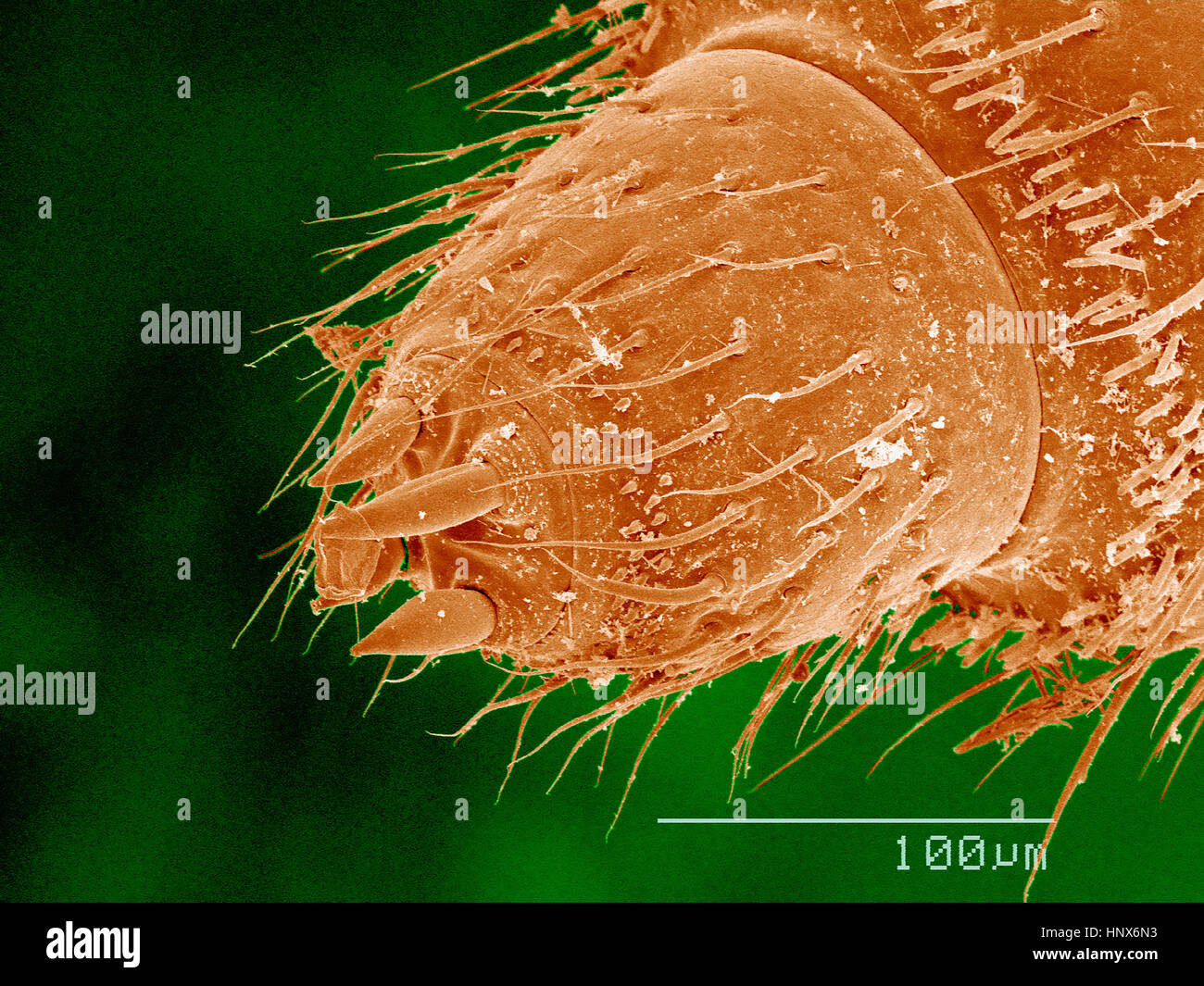 Scanning Electron Schliffbild von einem männlichen Tausendfüßler (Diplopodenrasse) Stockfoto