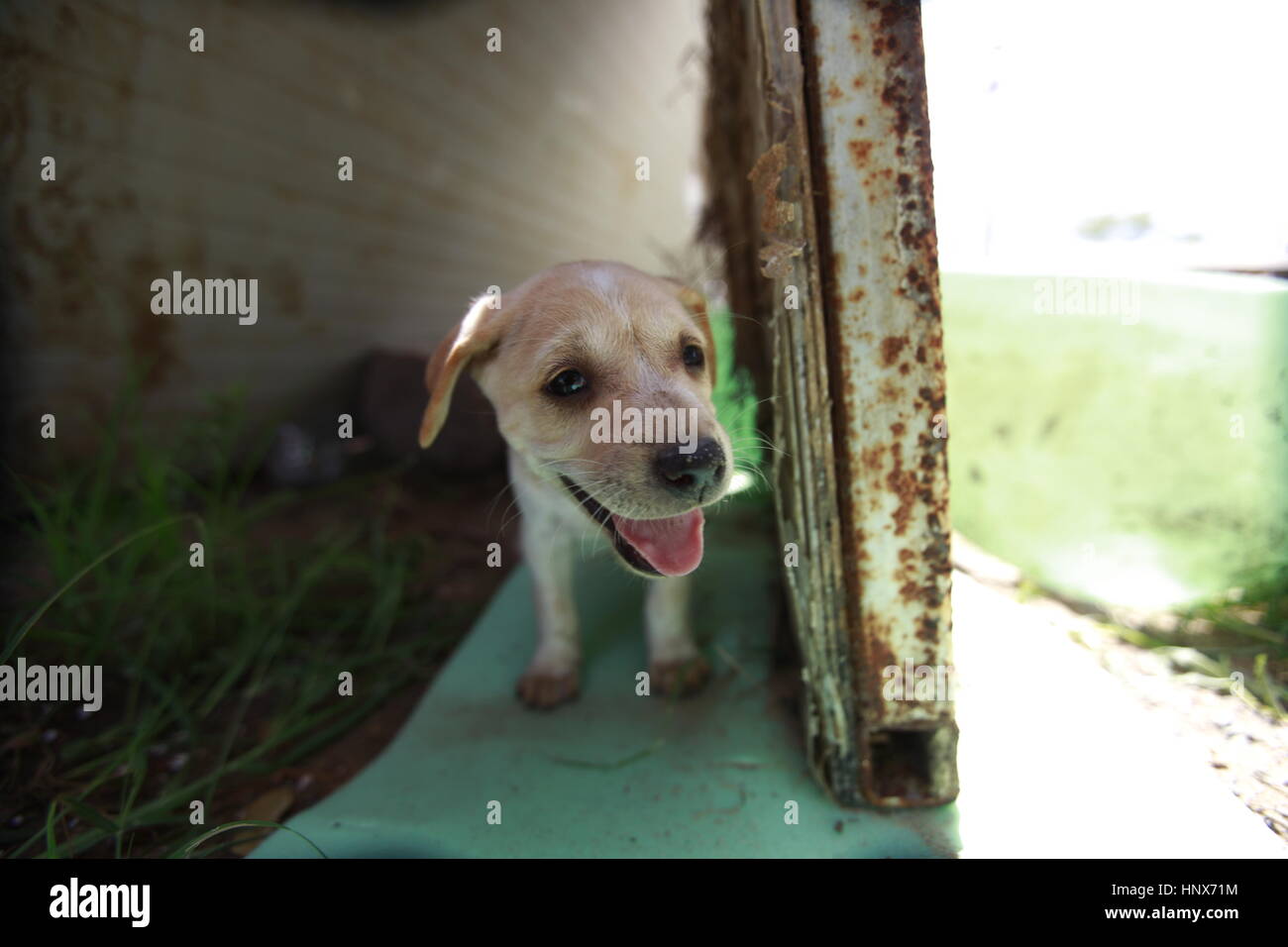 ein Hund ist direkt neben dem rostigen Metallplatte lächelnd. Stockfoto