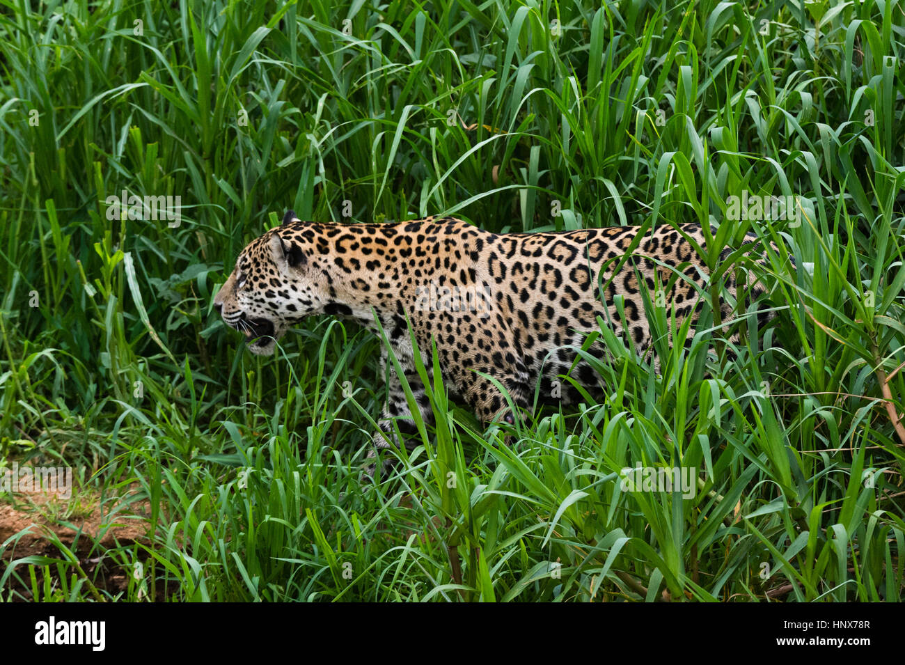 Jaguar (Panthera Onca) in Cuiaba Fluss Sümpfen, Pantanal, Mato Grosso, Brasilien Stockfoto