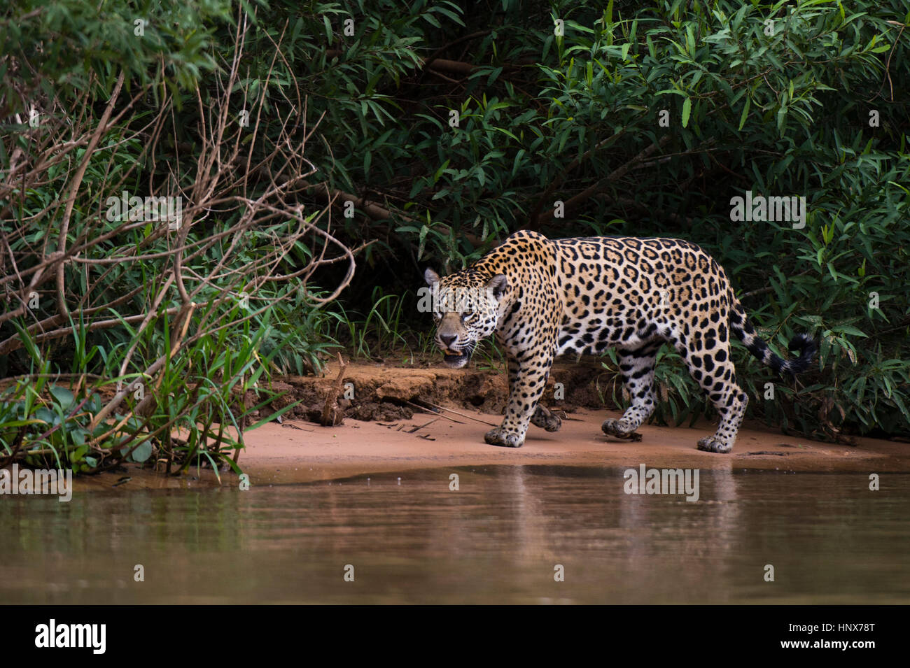 Jaguar (Panthera Onca) am Cuiaba Ufer, Pantanal, Mato Grosso, Brasilien Stockfoto