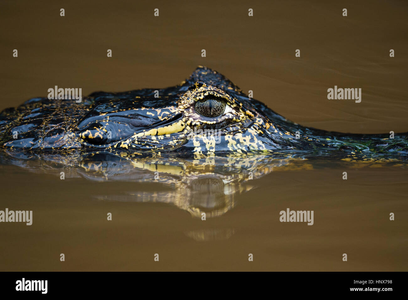 Nahaufnahme von Yacare Kaiman (Caiman Crocodylus Yacare) in Cuiaba Fluss, Pantanal, Mato Grosso, Brasilien Stockfoto