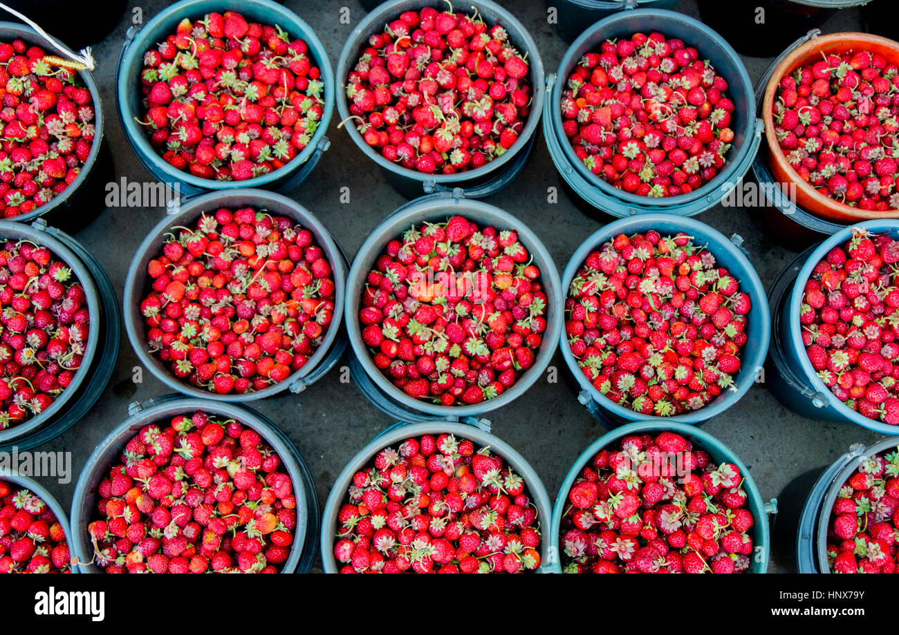 Draufsicht auf frischen Erdbeeren in Eimern am Marktstand, Kirgisien, Zentralasien Stockfoto