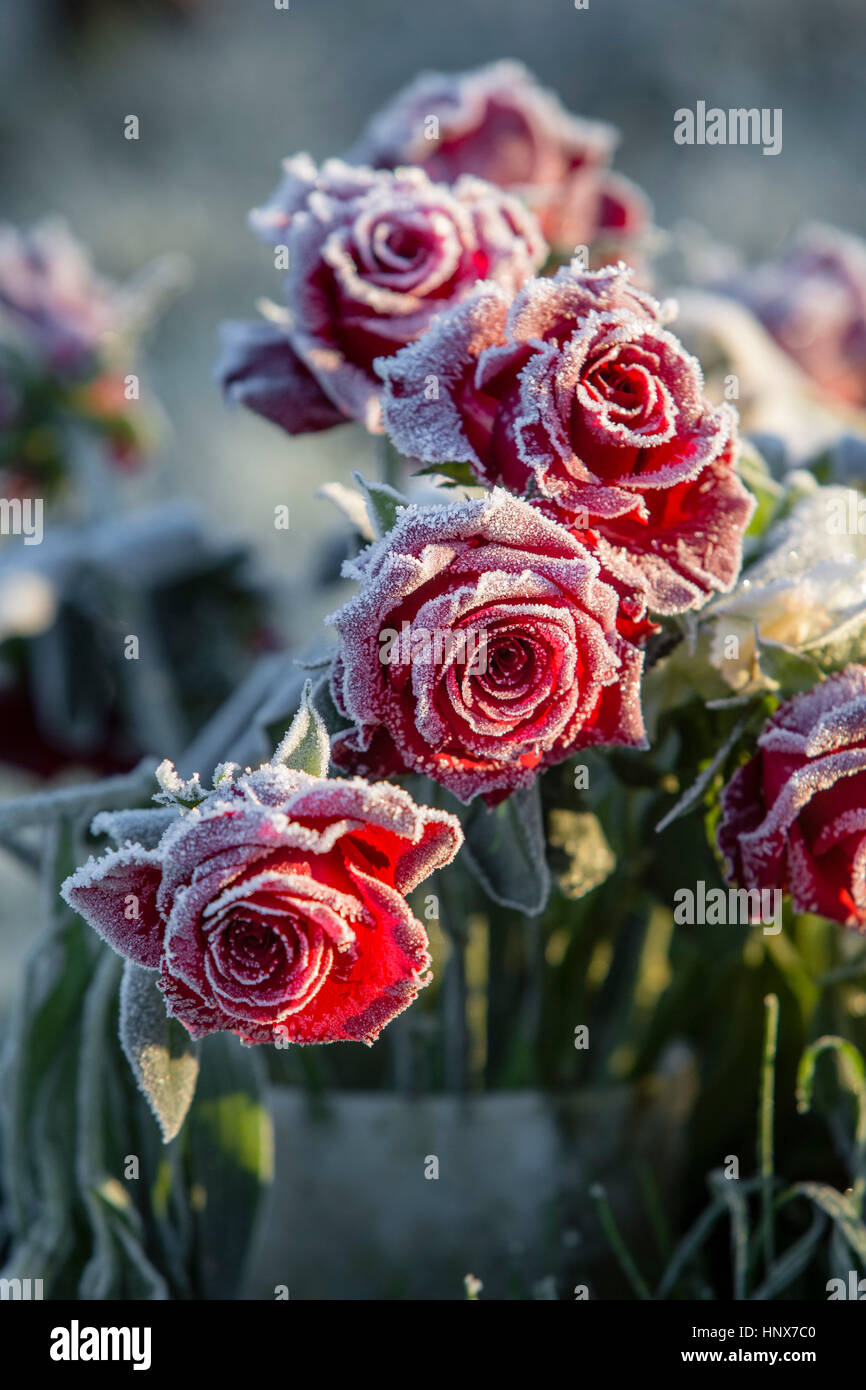 Frost rote rosen -Fotos und -Bildmaterial in hoher Auflösung – Alamy