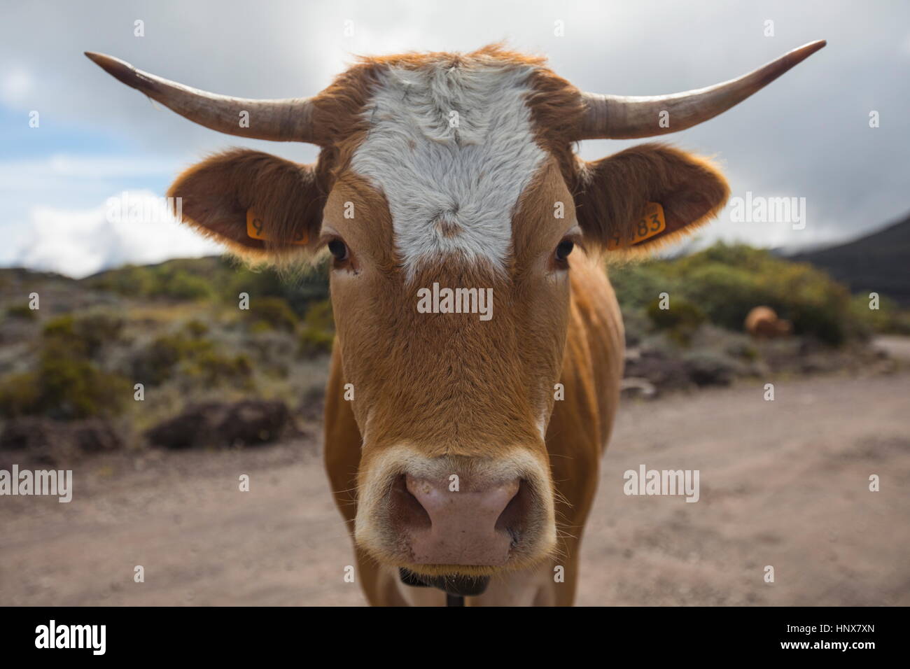 Porträt der Kuh auf Feldweg, Insel La Réunion Stockfoto