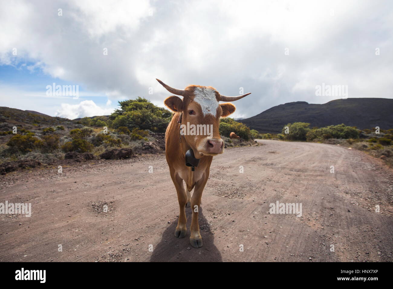 Landschaft mit Kuh auf Feldweg, Insel La Réunion Stockfoto