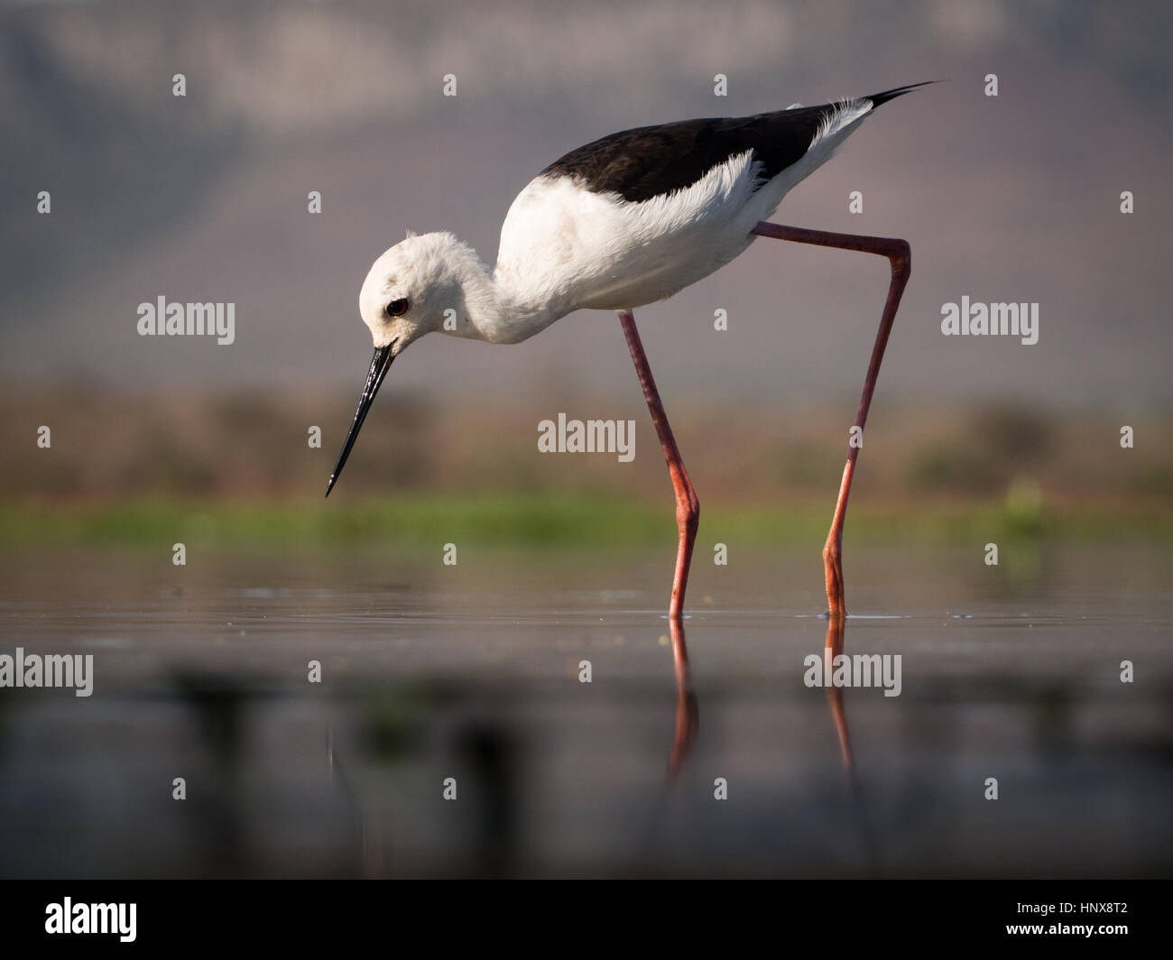 Stelzenläufer (Himantopus Himantopus), auch bekannt als Pied oder gemeinsame Stelzenläufer Stockfoto