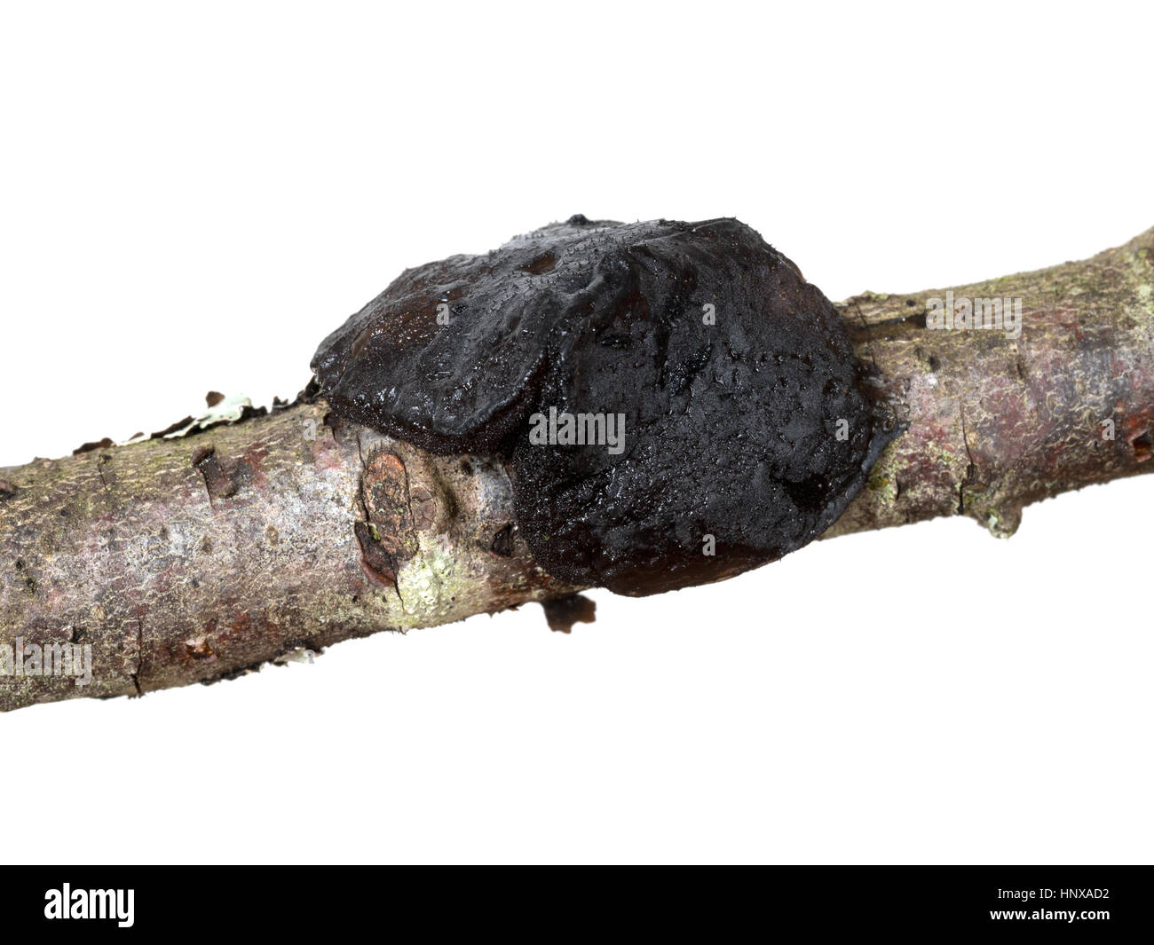 Gallertartige schwarze Pilz Detail. Auriculariceae. Exidia Galndulosa. Stockfoto