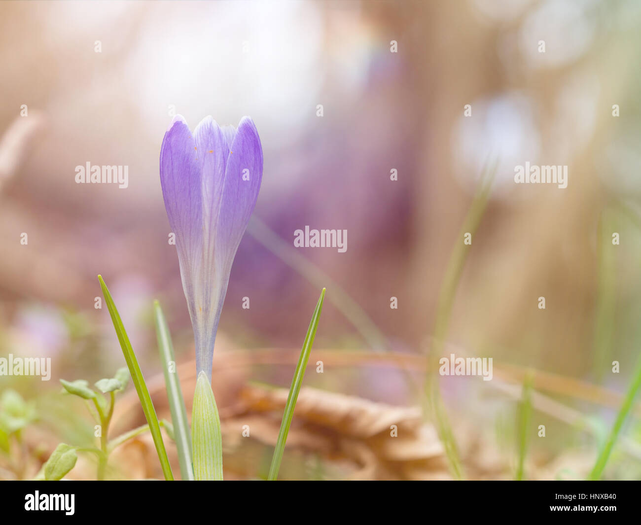 Ersten Krokus. Hintergrundbeleuchtung. Frühling ist da! Stockfoto