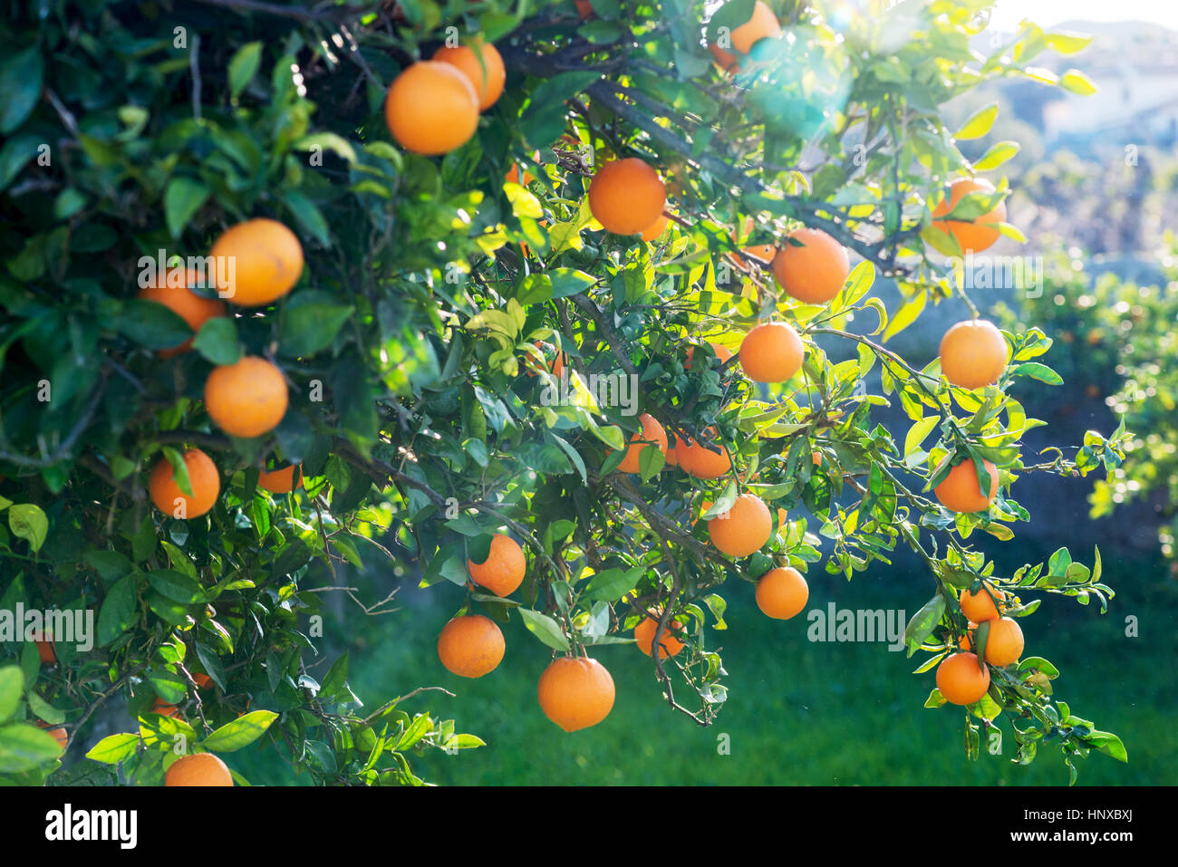 Sonne-Fackel leuchten durch ein Orangenbaum in einem Obstgarten in Südspanien, selektiven Fokus auf Kopie Werbefläche Stockfoto