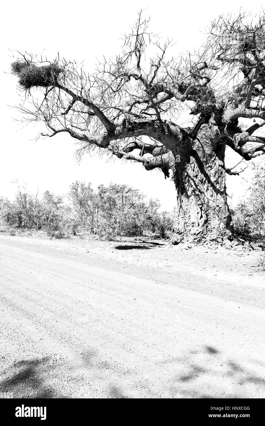 Bewegungsunschärfe in Südafrika felsige Straße und Baobab in der Nähe von den Busch und Naturpark Stockfoto