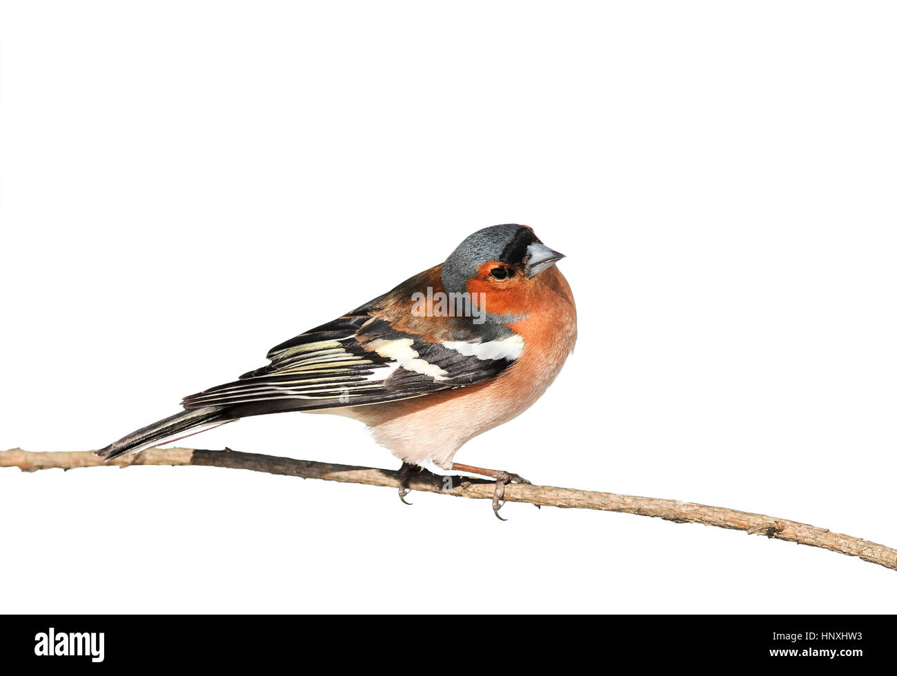 Vogel-Buchfink sitzen im Park auf einem Ast auf weißen Hintergrund isoliert Stockfoto