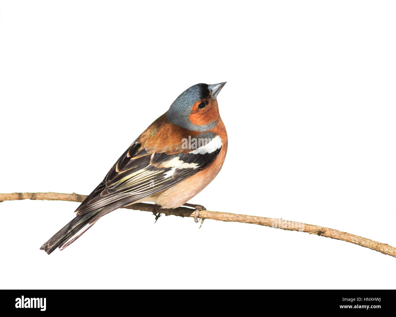 Vogel-Buchfink sitzen im Park auf einem Ast auf weißen Hintergrund isoliert Stockfoto