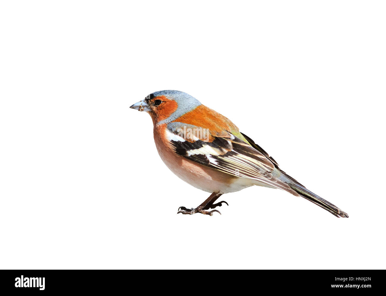 Porträt Vögel Buchfink auf einem weißen Hintergrund isoliert Stockfoto