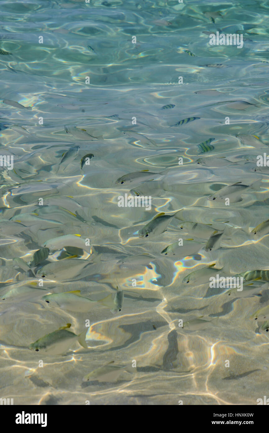 Tropische Fische im kristallklaren Wasser, Sri Lanka Stockfoto