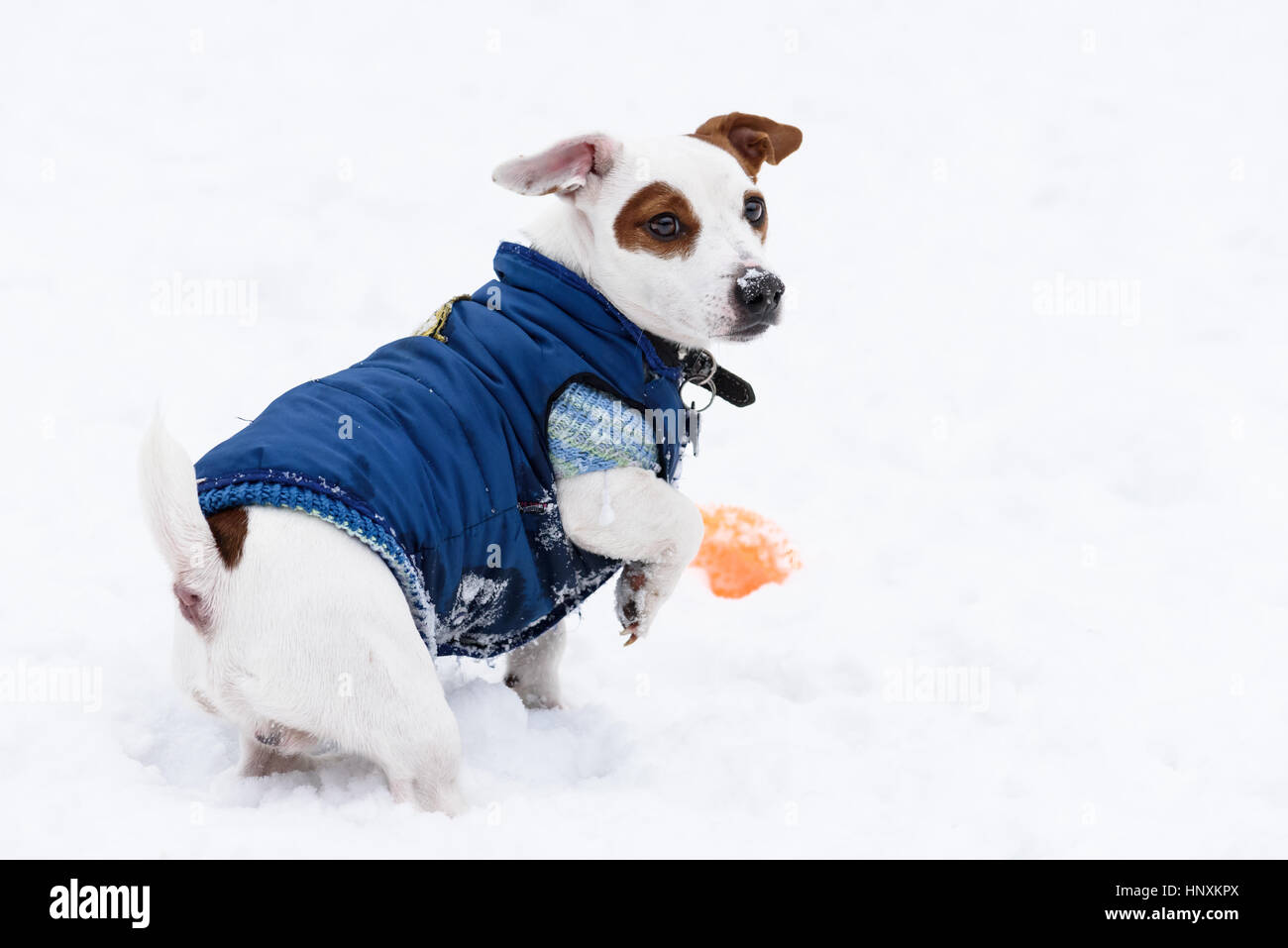 Niedlichen Hund trägt blaue warme Jacke auf Schnee Stockfoto