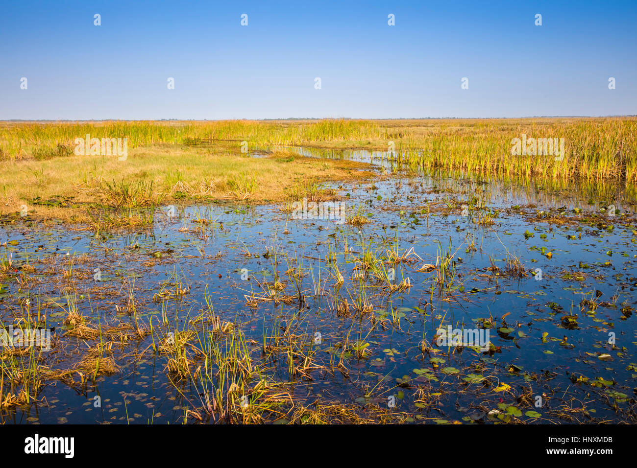 Marsh Land am Lake Okeechobee in Zentral-Florida Stockfoto