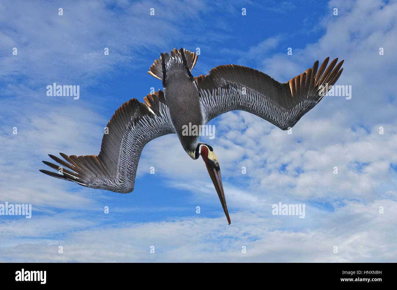 Tauchen Sie Tauchen braune Pelikan (Pelecanus Occidentalis) gegen blauen Himmel mit Wolken. Stockfoto