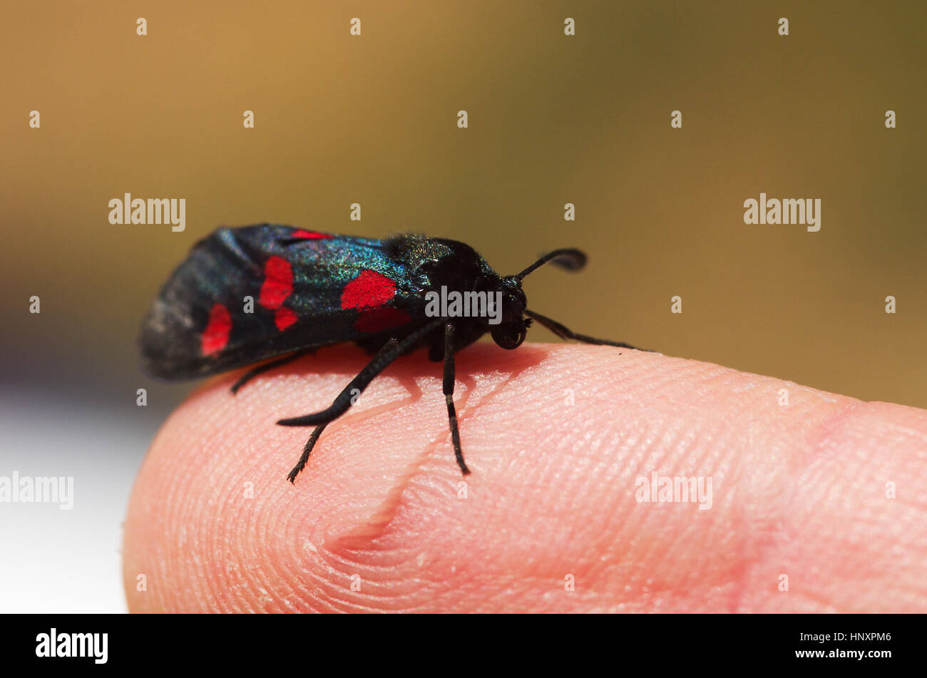 Fünf Spot Burnet Motten (Zygaena Trifolii) auf Perspektive auf einen menschlichen Finger gesetzt. Klar aus Fokus Hintergrund. Stockfoto