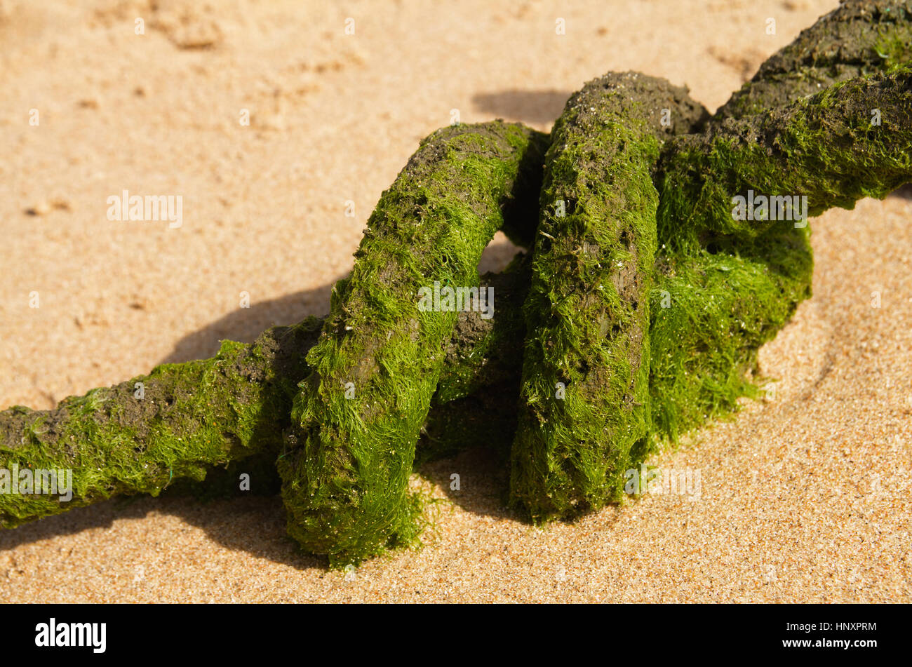 Detail der eine alt und dick Seil Verlegung am Strand. Ein paar Knoten mit grünem Moos oder Algen bedeckt. Stockfoto