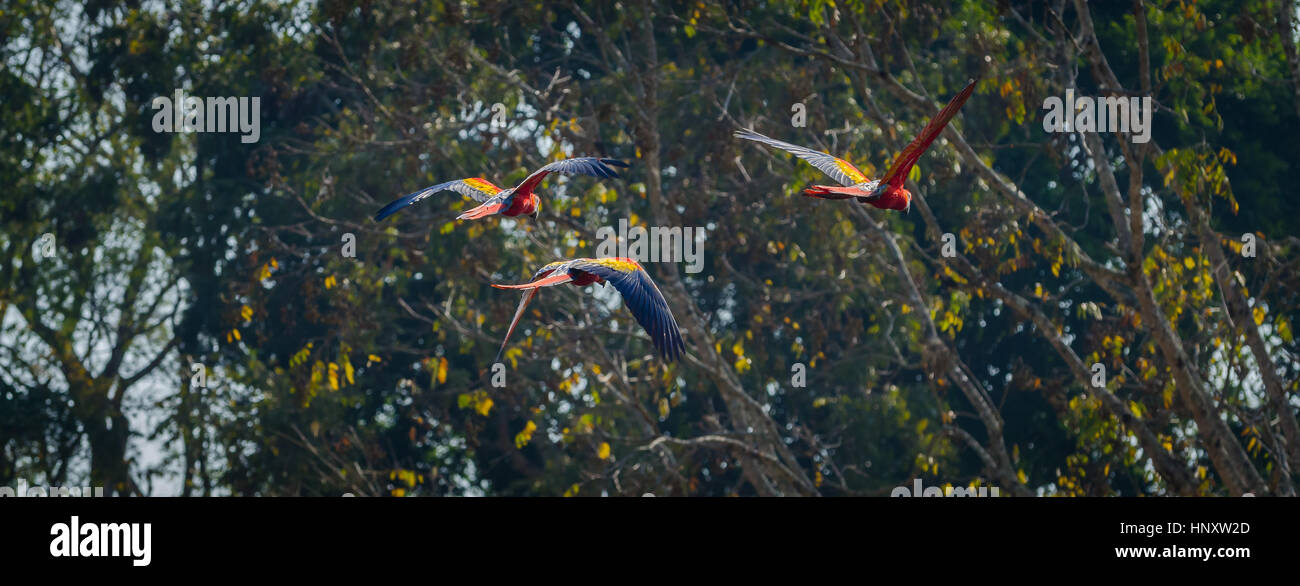 Gruppe von wilden rote Aras fliegen von sonnigen Dschungel Baldachin Stockfoto
